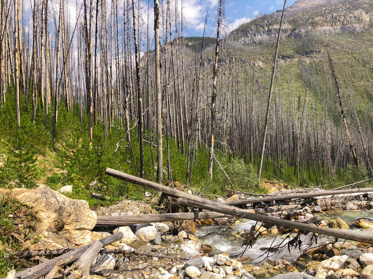 Crossing Hawk Creek on a log bridge on Ball Pass hike in Kootenay National Park, British Columbia