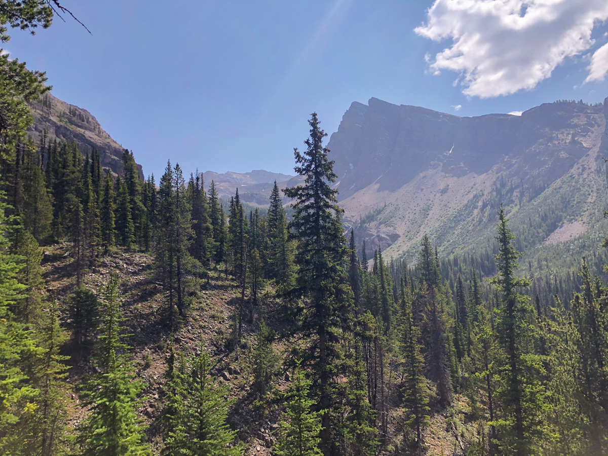 Forest on Ball Pass to Shadow Lake backpacking trail in Kootenays National Park