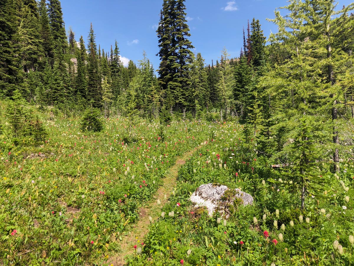 Wildflowers on Ball Pass to Shadow Lake backpacking trail in Kootenays National Park