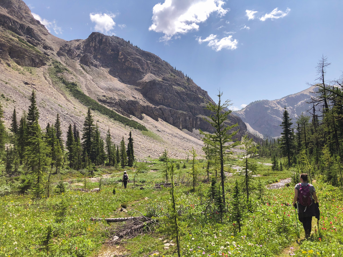 Ball Pass to Shadow Lake backpacking trail in Kootenays National Park leads through beautiful meadows with wildflowers