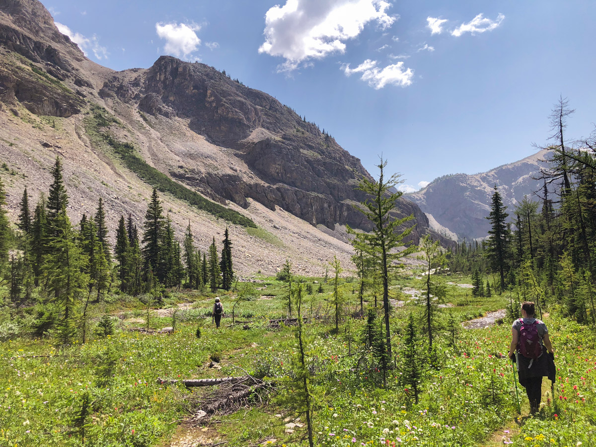 Ball Pass hike in Kootenay National Park leads through wildflower fields