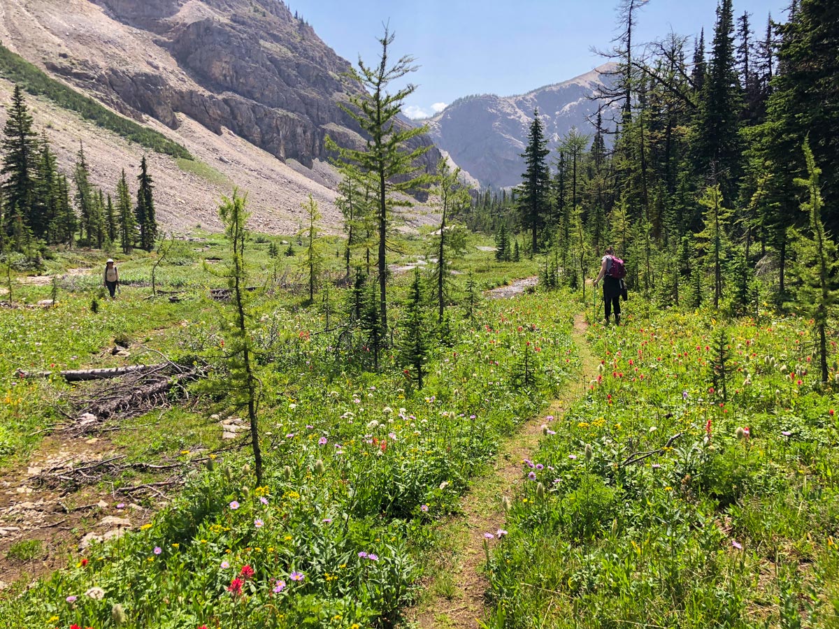 Lovely wildflowers on Ball Pass to Shadow Lake backpacking trail in Kootenays National Park