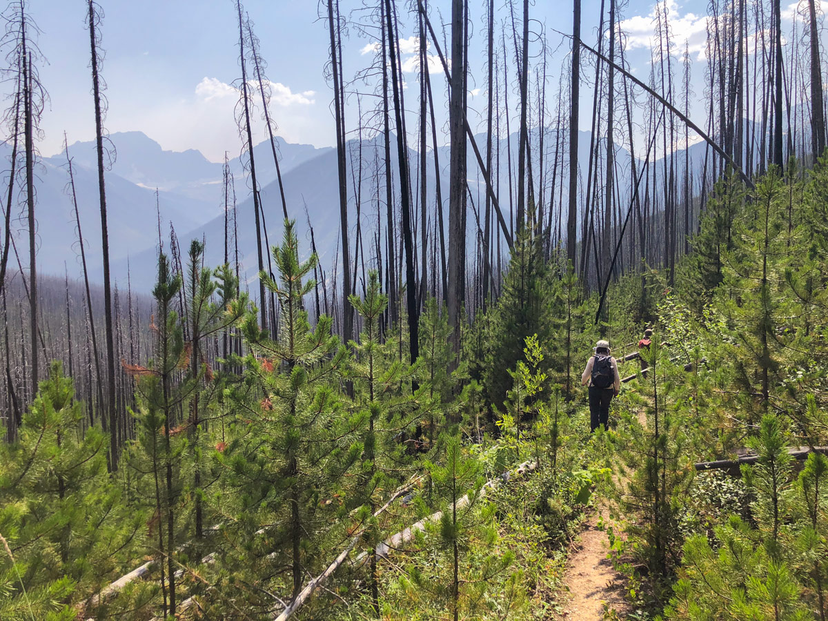 Trailhead of Ball Pass hike in Kootenay National Park, British Columbia