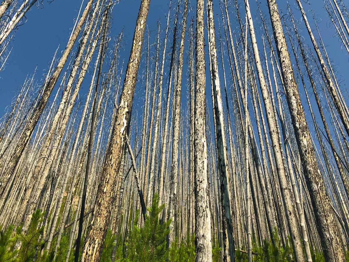 Lovely scenery on Ball Pass to Shadow Lake backpacking trail in Kootenays National Park