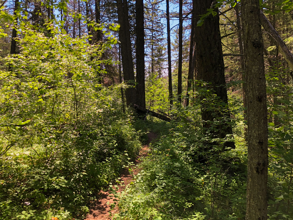 Trail through the forest on Cobb Lake hike in Kootenay National Park