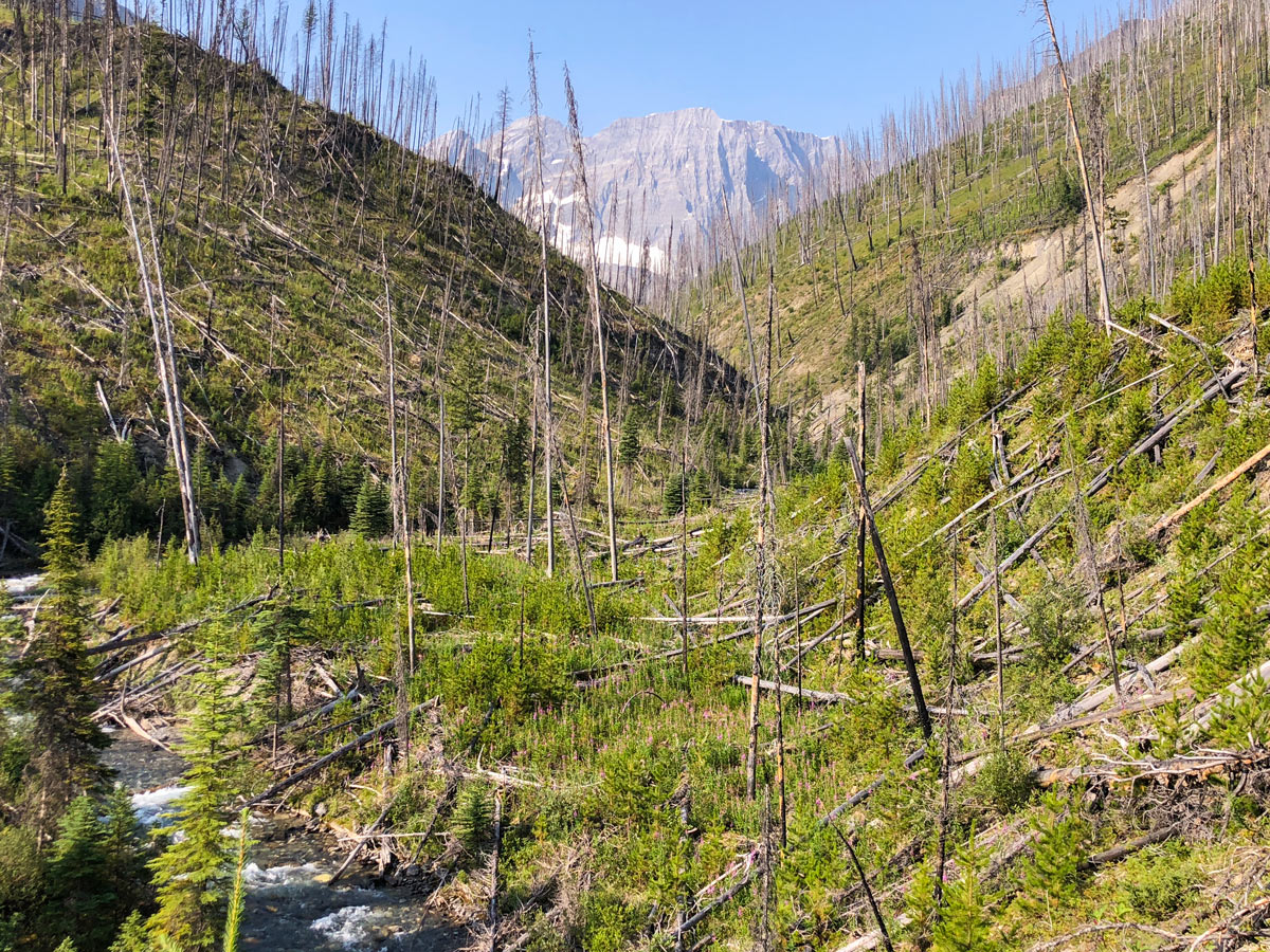 Hiking through an old Forest fire in Kootenay National Park