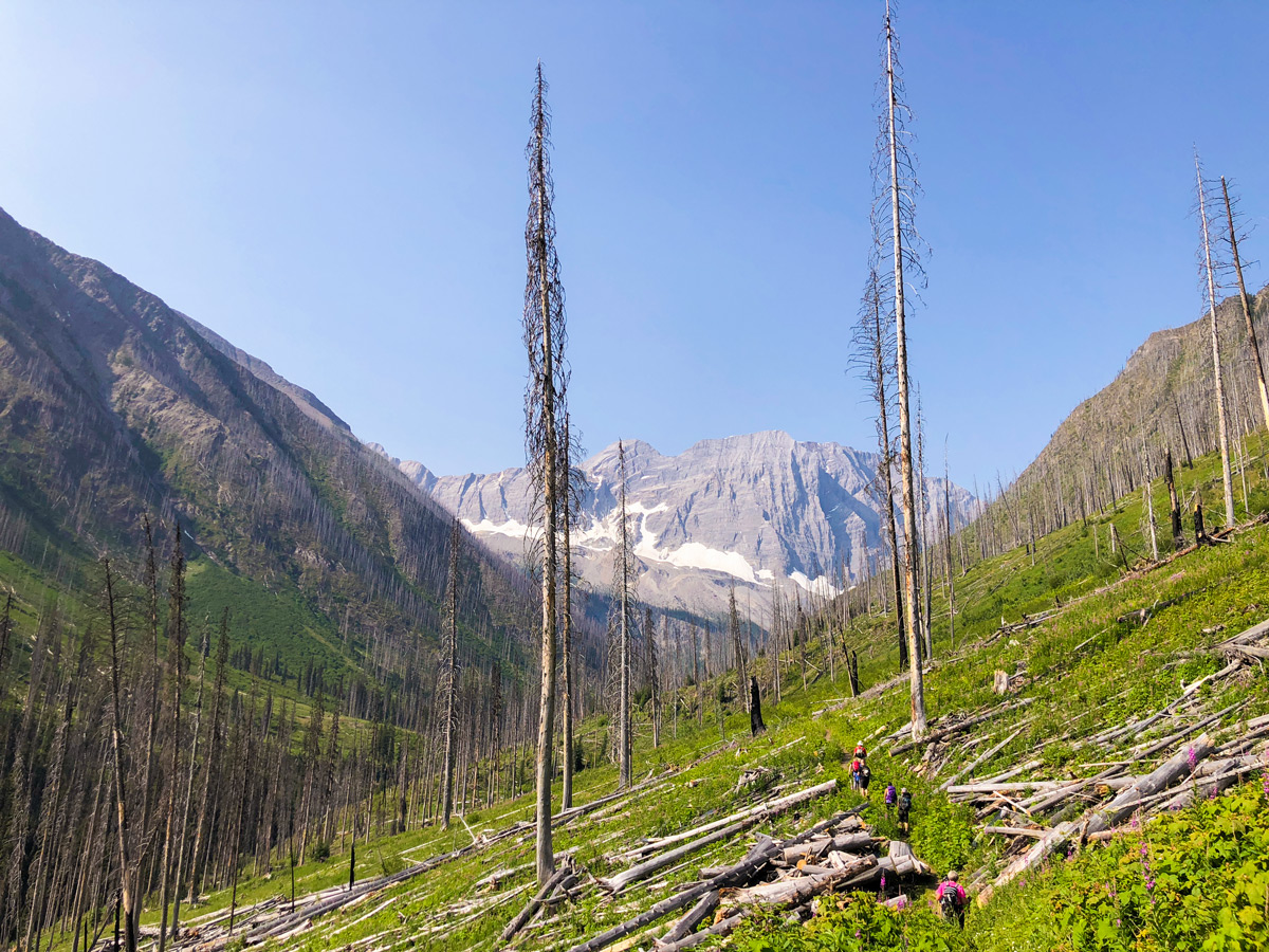 Summer on a trail of Floe Lake hike in Kootenay National Park