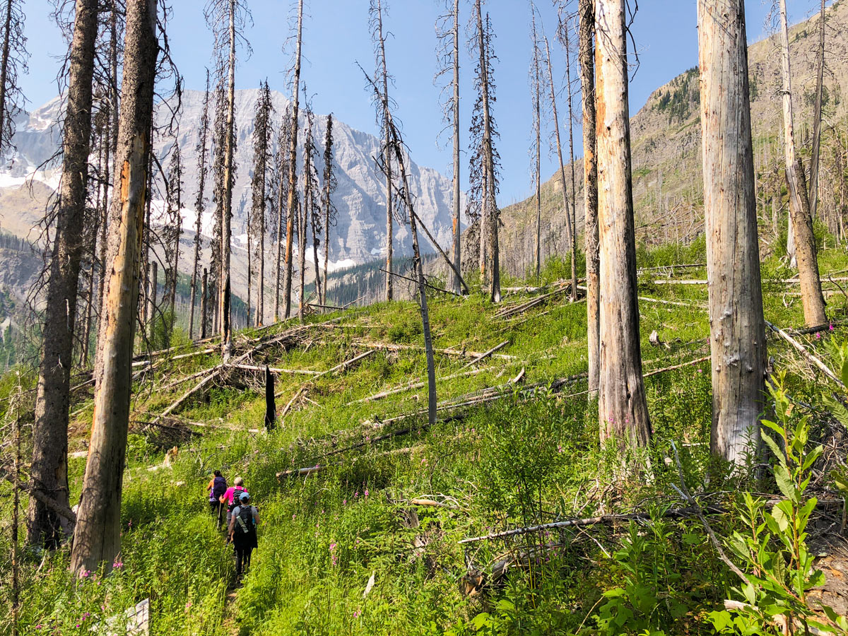 Trail through the forest burn on Floe Lake hike in Kootenay National Park