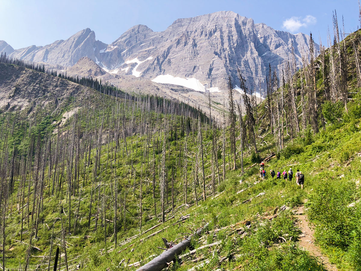 Great trail upon Floe Lake hike in Kootenay National Park