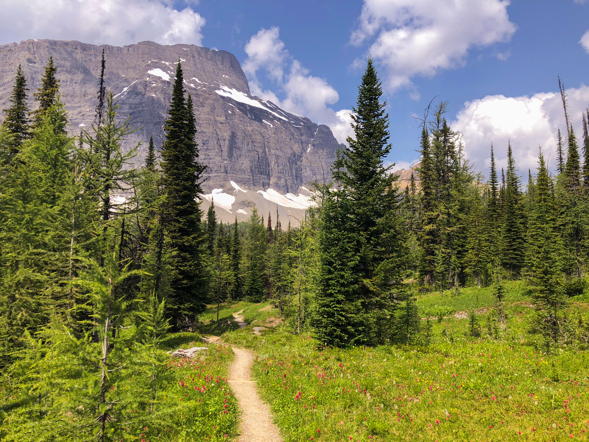 Path on Floe Lake hike in Kootenay National Park