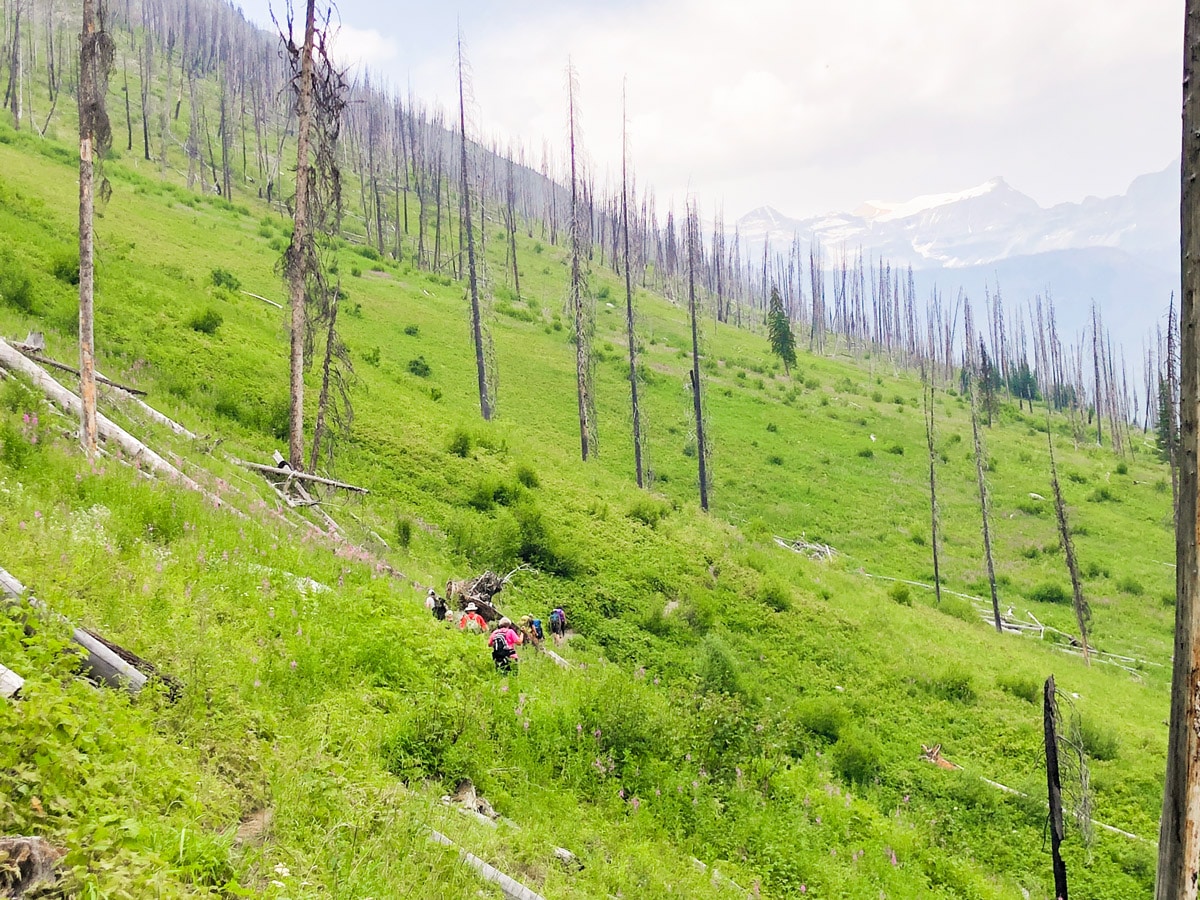 Abundant grass and flowers along the trail of Floe Lake hike in Kootenay National Park