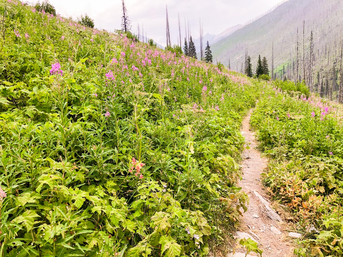 Beautiful wildflowers on Floe Lake hike in Kootenay National Park