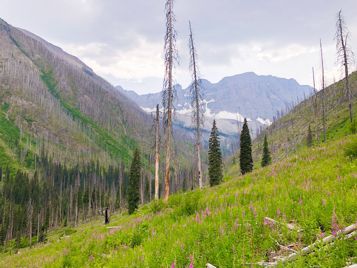 Great scenery on Floe Lake hike in Kootenay National Park, the Canadian Rockies