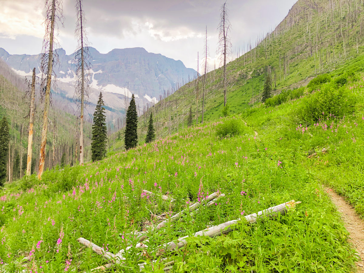 Wildflowers along the trail of Floe Lake hike in Kootenay National Park, the Canadian Rockies