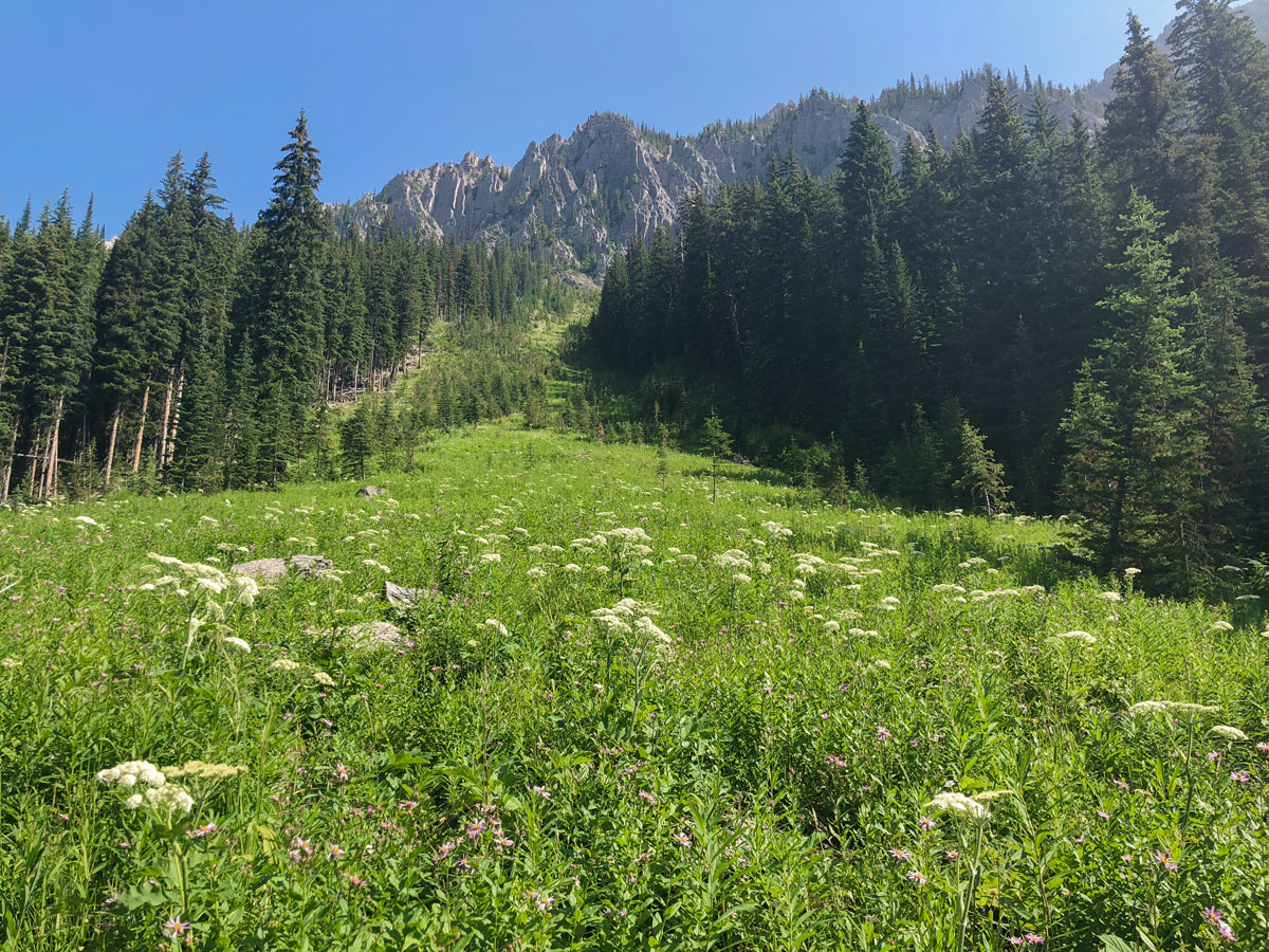 Wildflowers along the trail on Kindersley-Sinclair Loop hike in Kootenay National Park