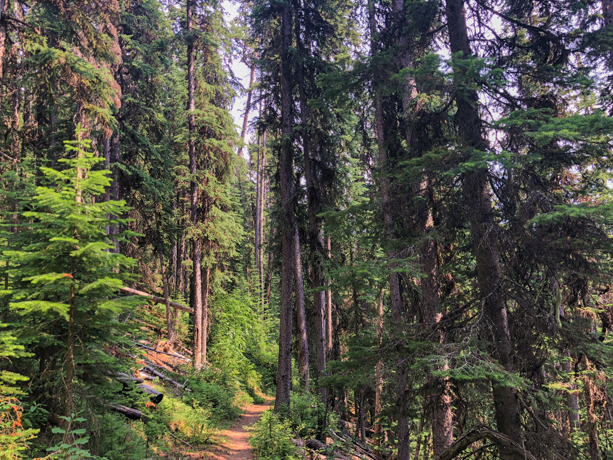 Path through the forest on Kindersley-Sinclair Loop hike in Kootenay National Park, the Canadian Rockies