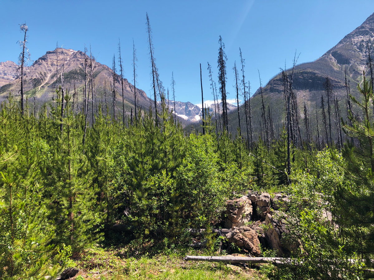 Beautiful peak view from Marble Canyon hike in Kootenay National Park