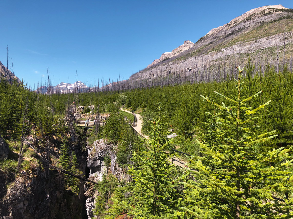 Burnt out forest on Marble Canyon hike in Kootenay National Park