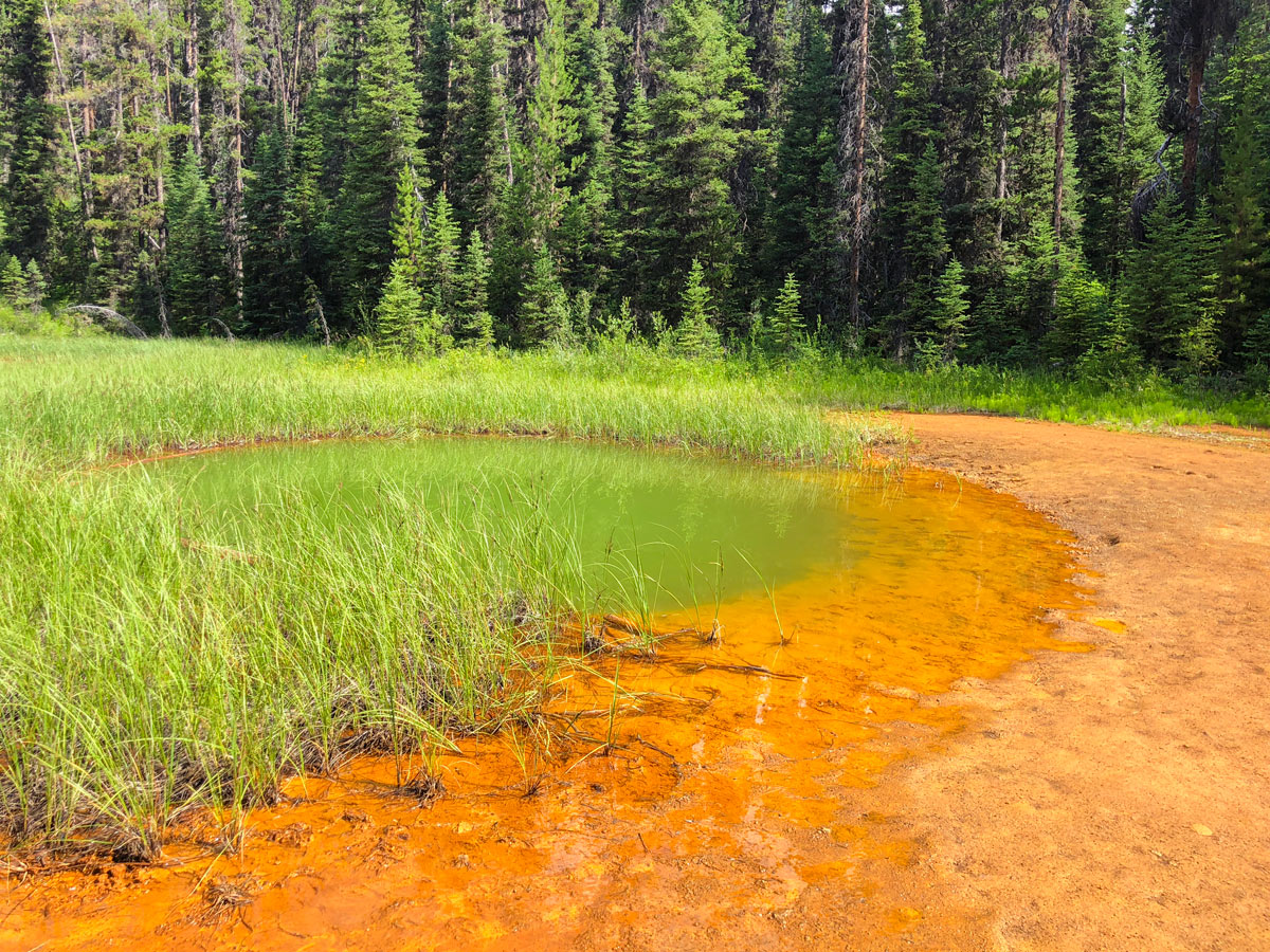 Water holes along the trail on Paint Pots hike in Kootenay National Park