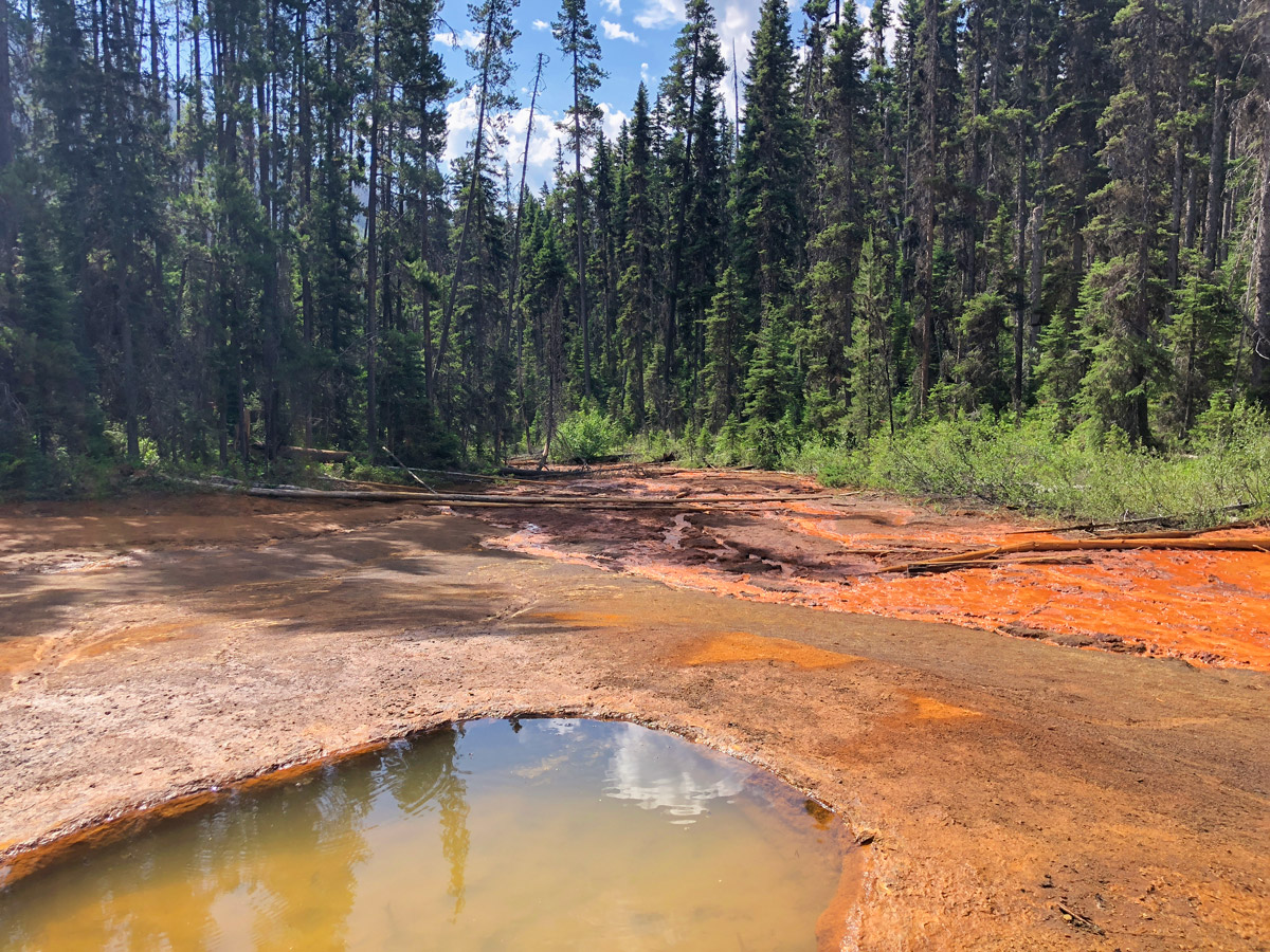 Paint Pots hike in Kootenay National Park leads through the beautiful forest path