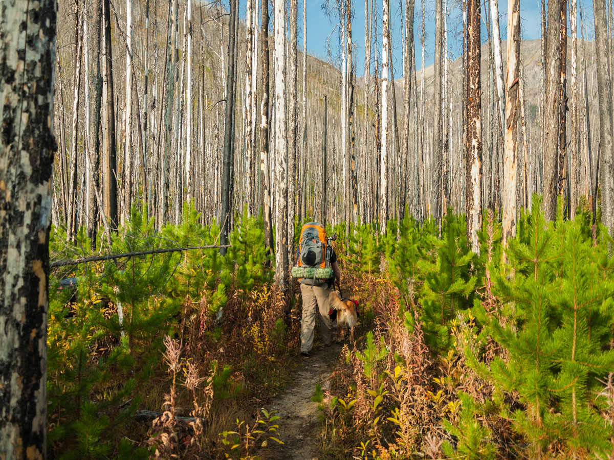 Path through a burnt out forest on Floe Lake and Numa Pass backpacking trail in Kootenays National Park
