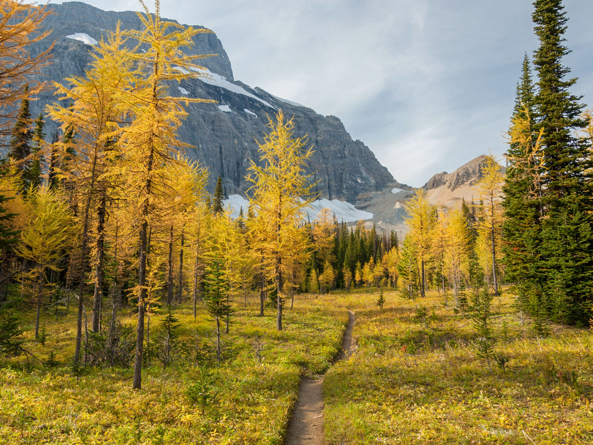 Beautiful path of Floe Lake and Numa Pass backpacking trail in Kootenays National Park