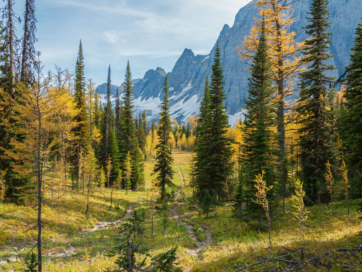 Trail through woods on Floe Lake and Numa Pass backpacking trail in Kootenays National Park