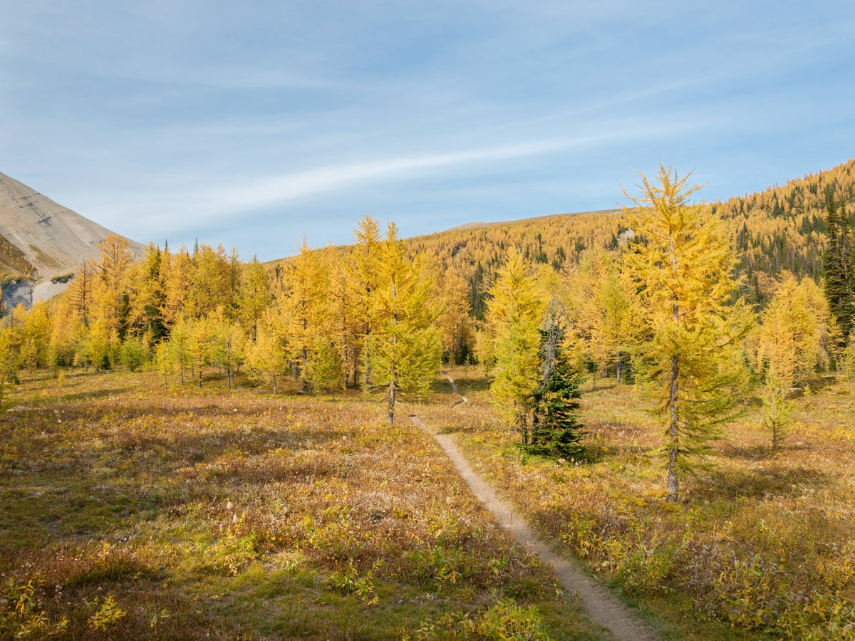 Beautiful autumn on Floe Lake and Numa Pass backpacking trail in Kootenays National Park