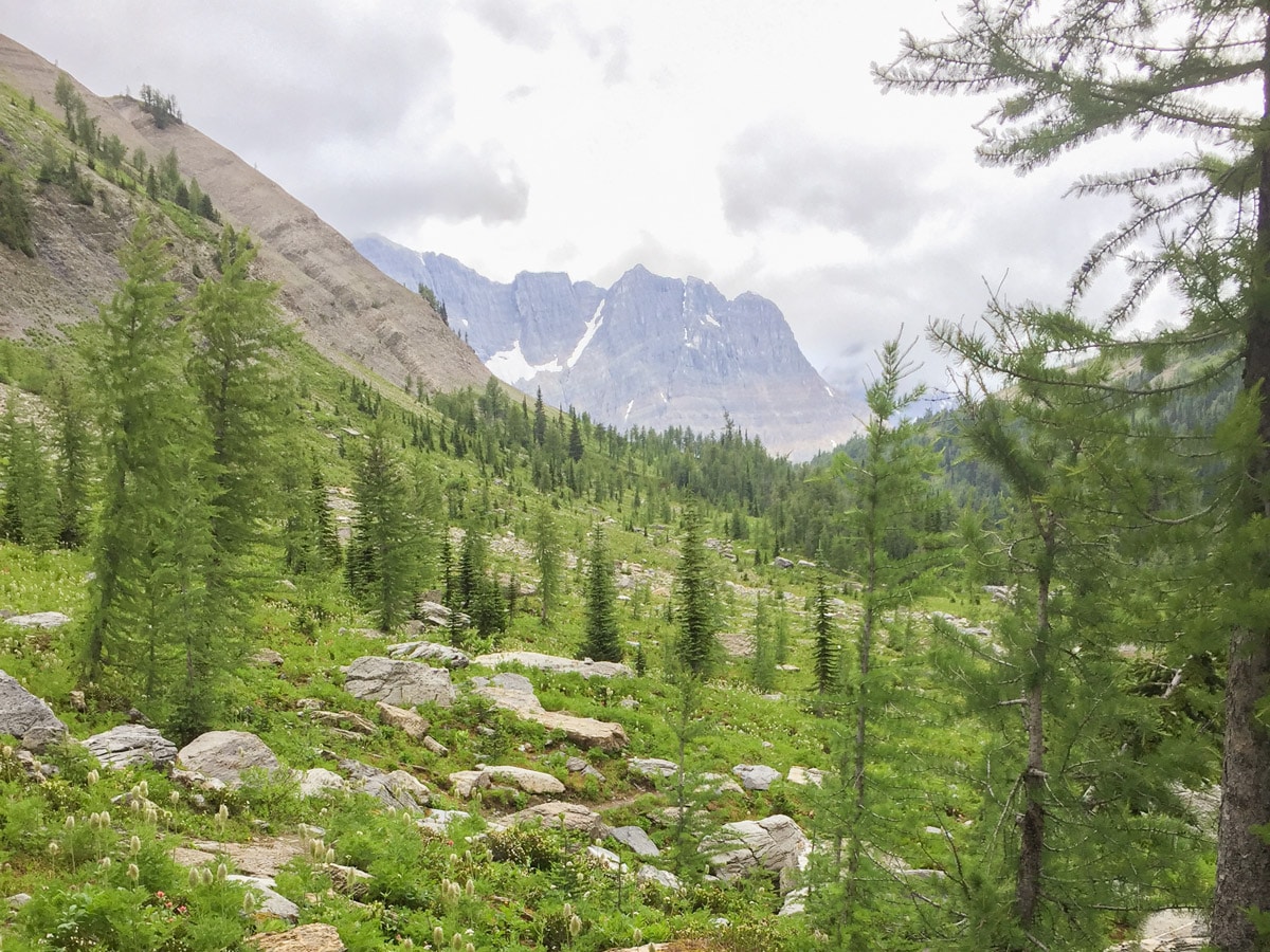 Trembling Pass on Rockwall backpacking trail in Kootenays National Park
