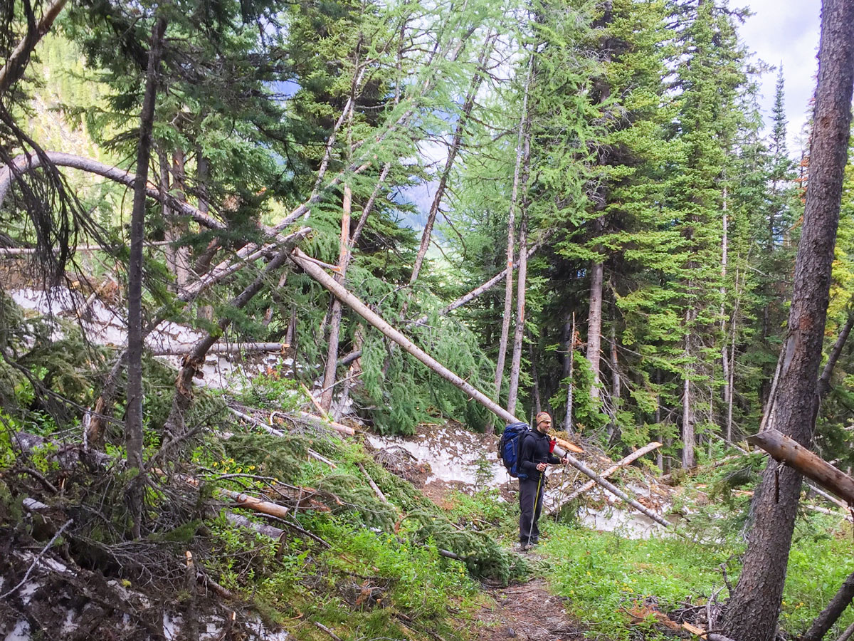 Avalanche Path on Rockwall backpacking trail in Kootenays National Park