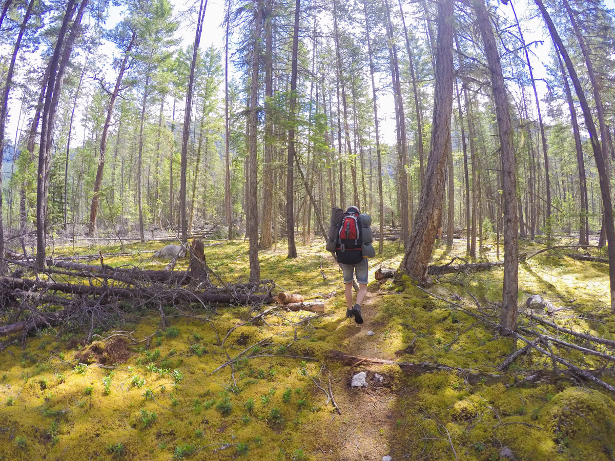 Trail of Fry Creek Canyon hike in West Kootenays