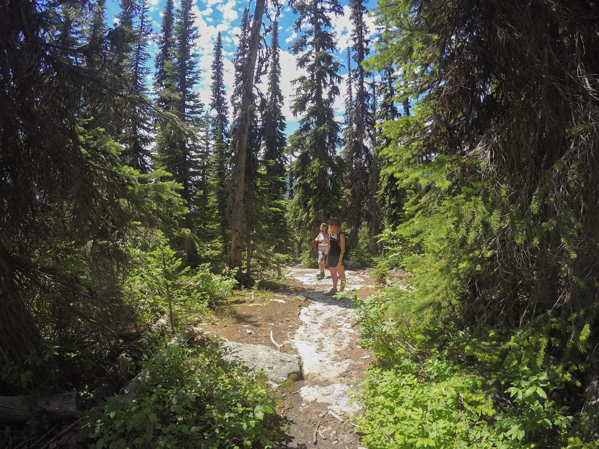 Trail through the forest on Gimli Ridge hike in West Kootenays, the Canadian Rockies