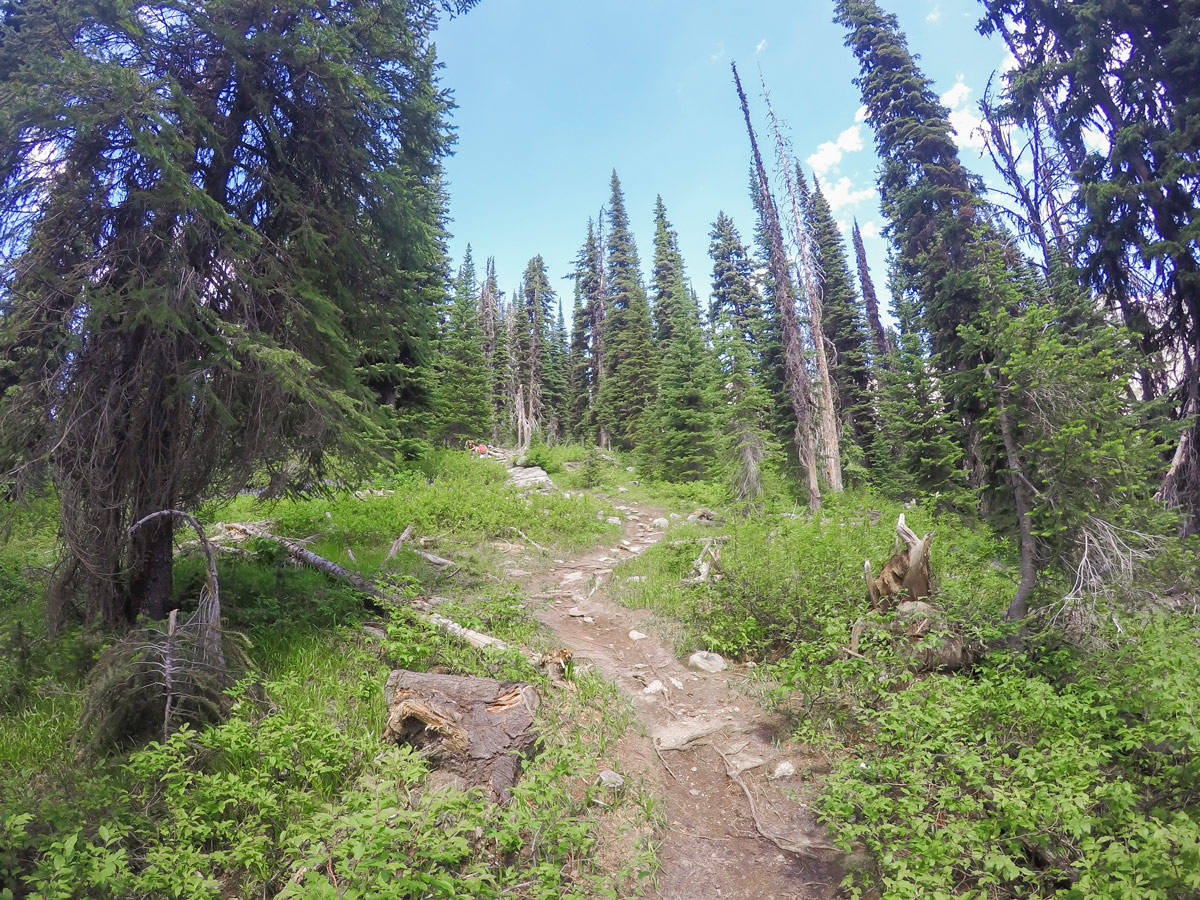 Incline on Gimli Ridge hike in West Kootenays, the Canadian Rockies