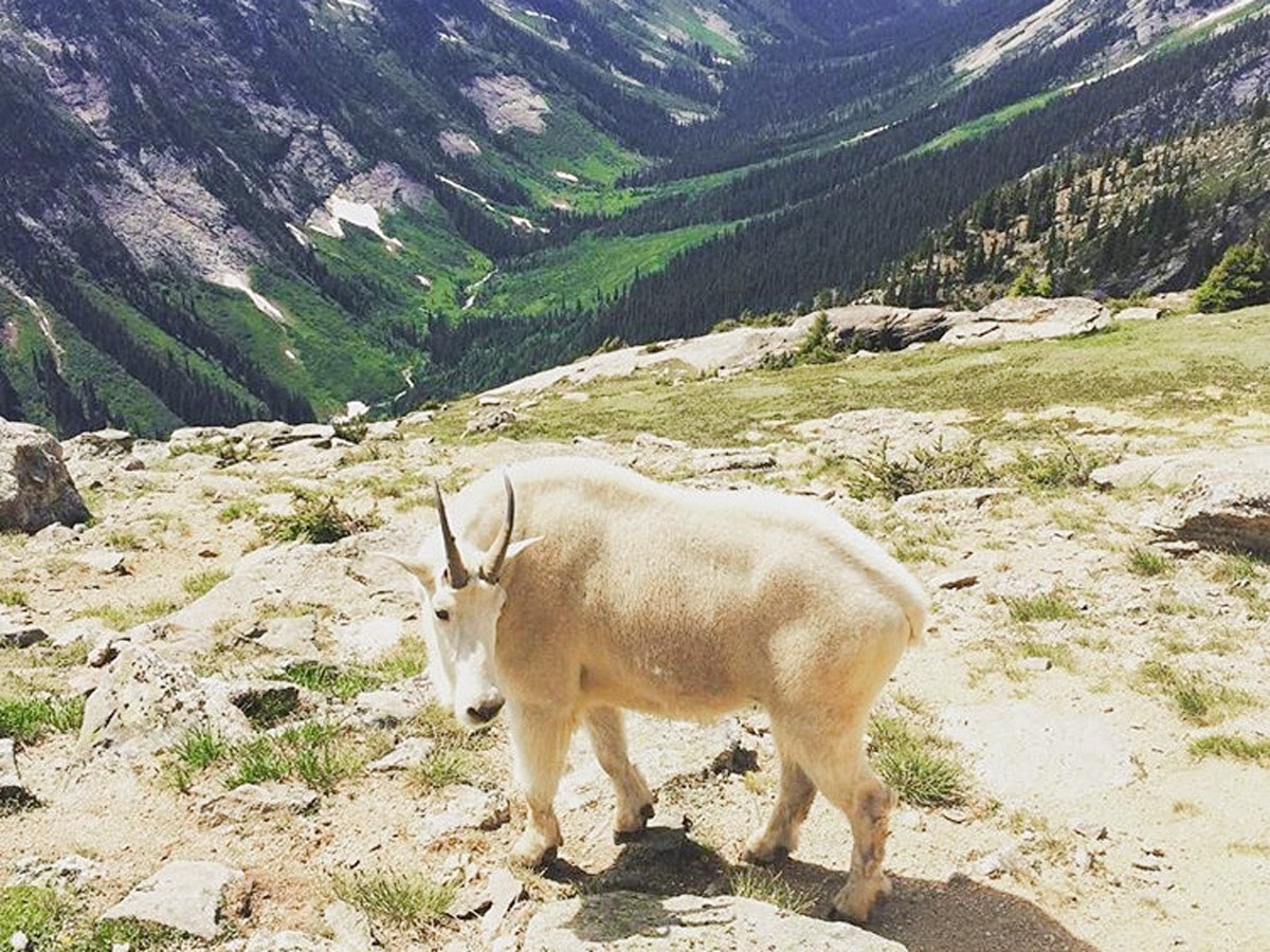 Mountain goat on Gimli Ridge hike in West Kootenays, the Canadian Rockies