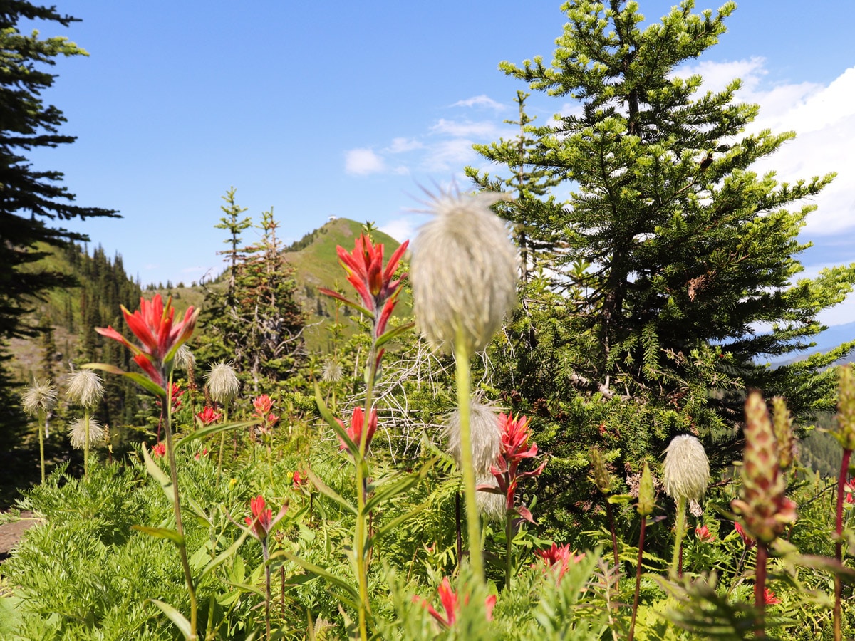 Beautiful wildflowers along the trail on Idaho Peak hike in West Kootenays, BC