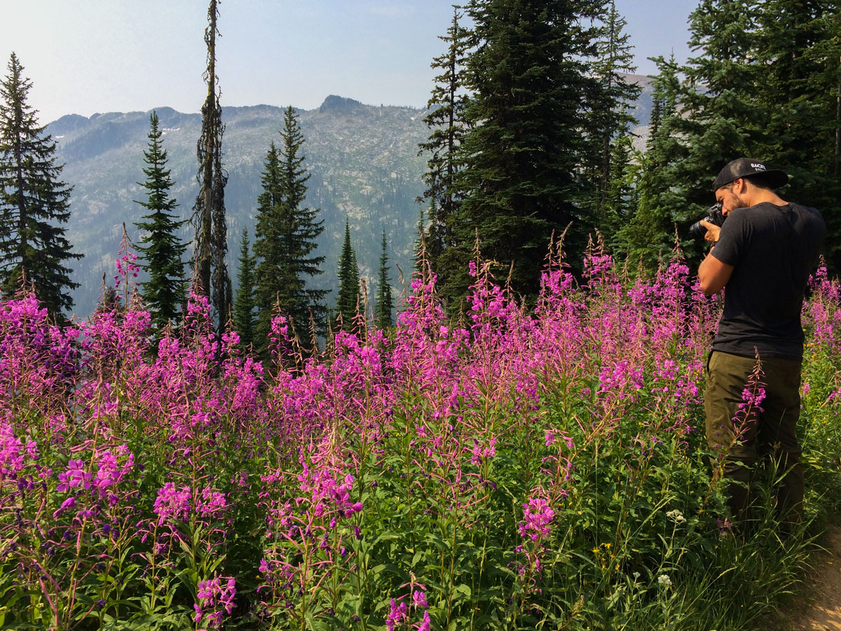 Flowers along the trail on Kokanee Glacier Cabin hike in West Kootenays, the Canadian Rockies