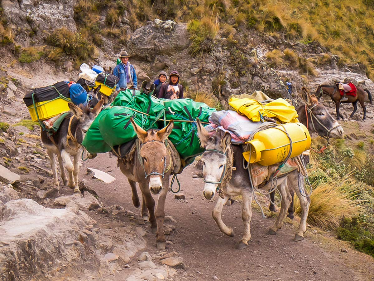 Porter duties of Ecuador Inca Trail trek falls on donkeys