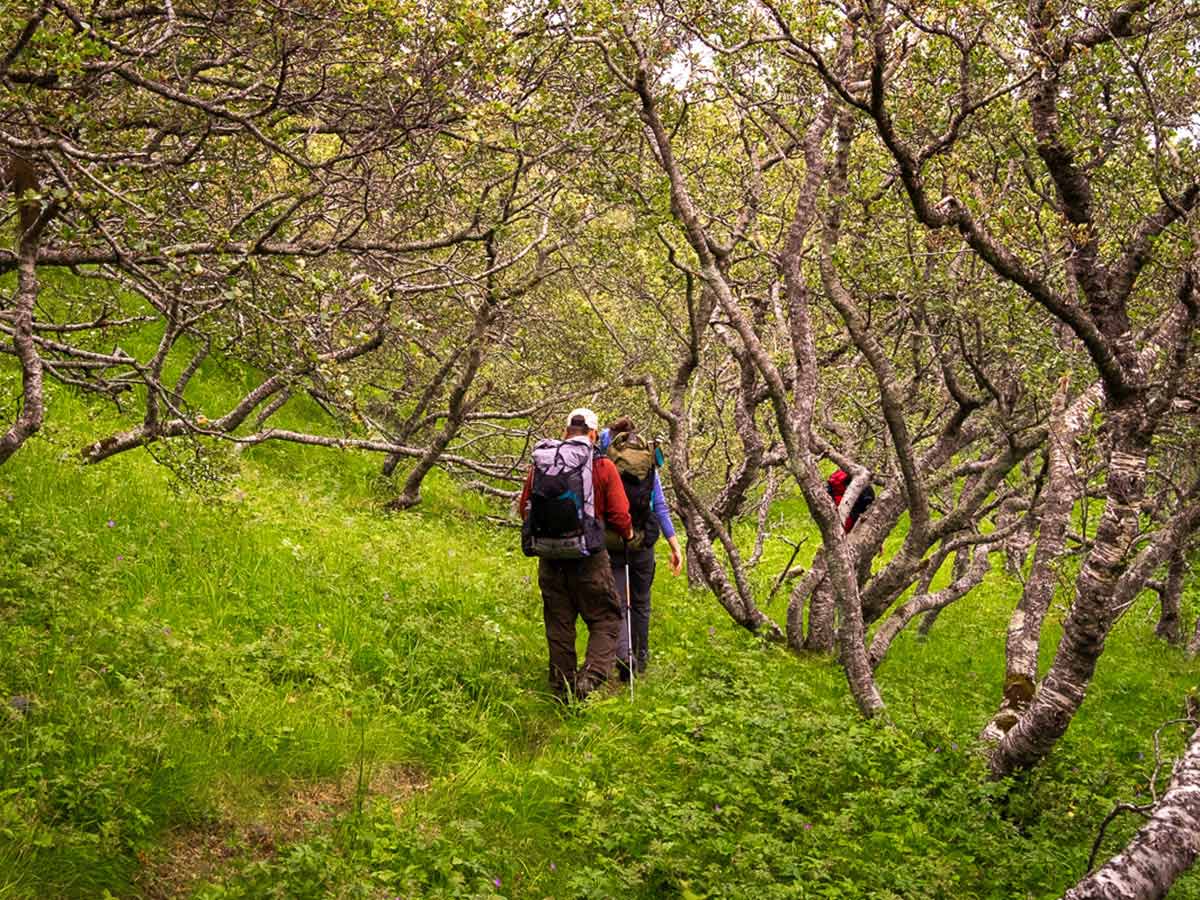 Iceland’s Shadow of Vatnajökull Trek on a trail through trees