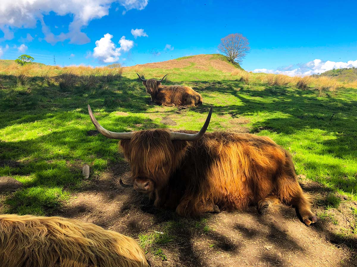 Highland Cattle met on West Highland Way Trek in Scotland
