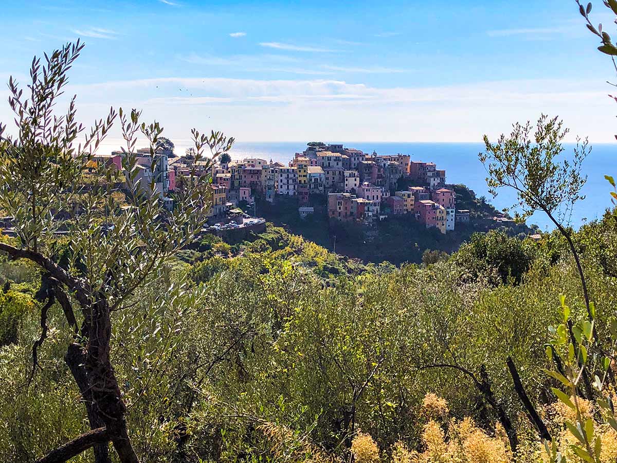 Olive groves and Corniglia on Cinque Terre hike in Liguria, Italy