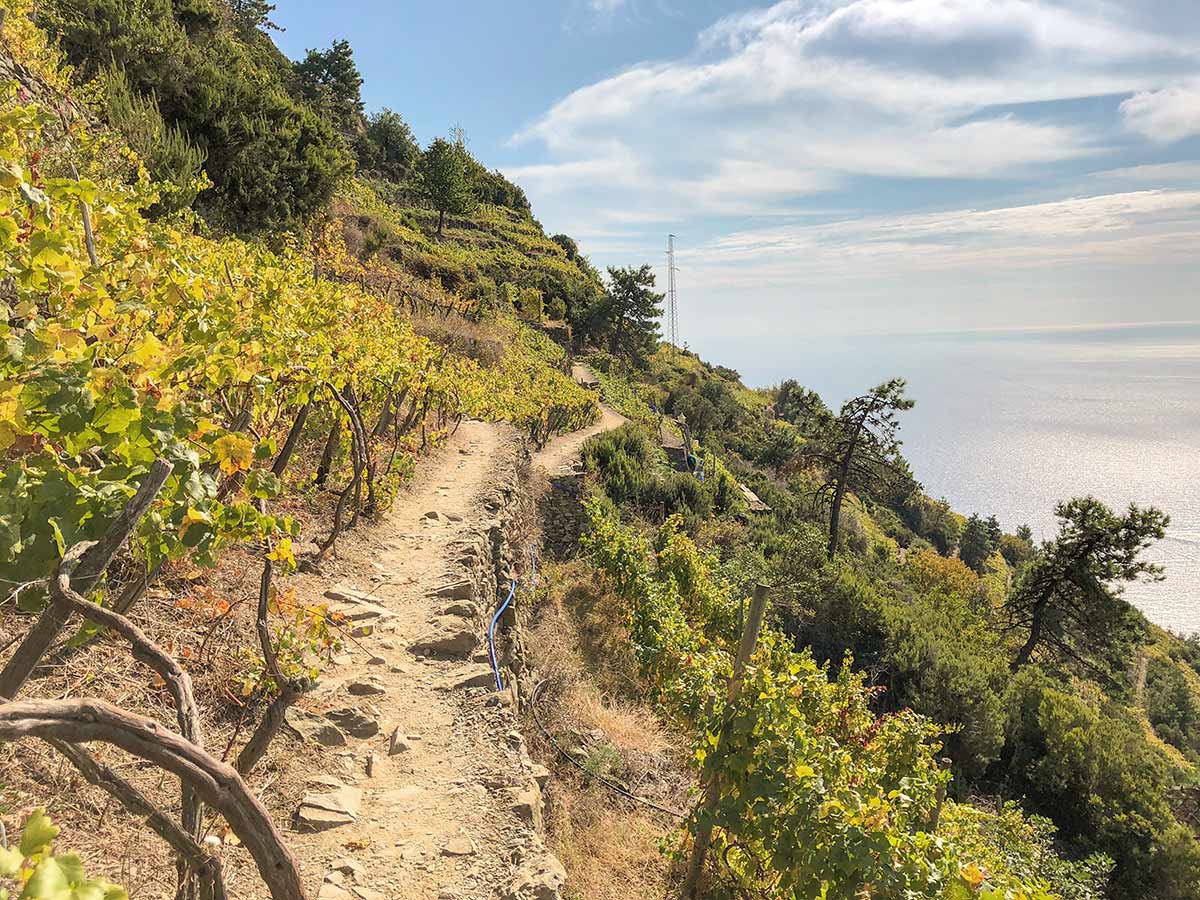 Walking through vineyards on Cinque Terre trail in Liguria region, Italy