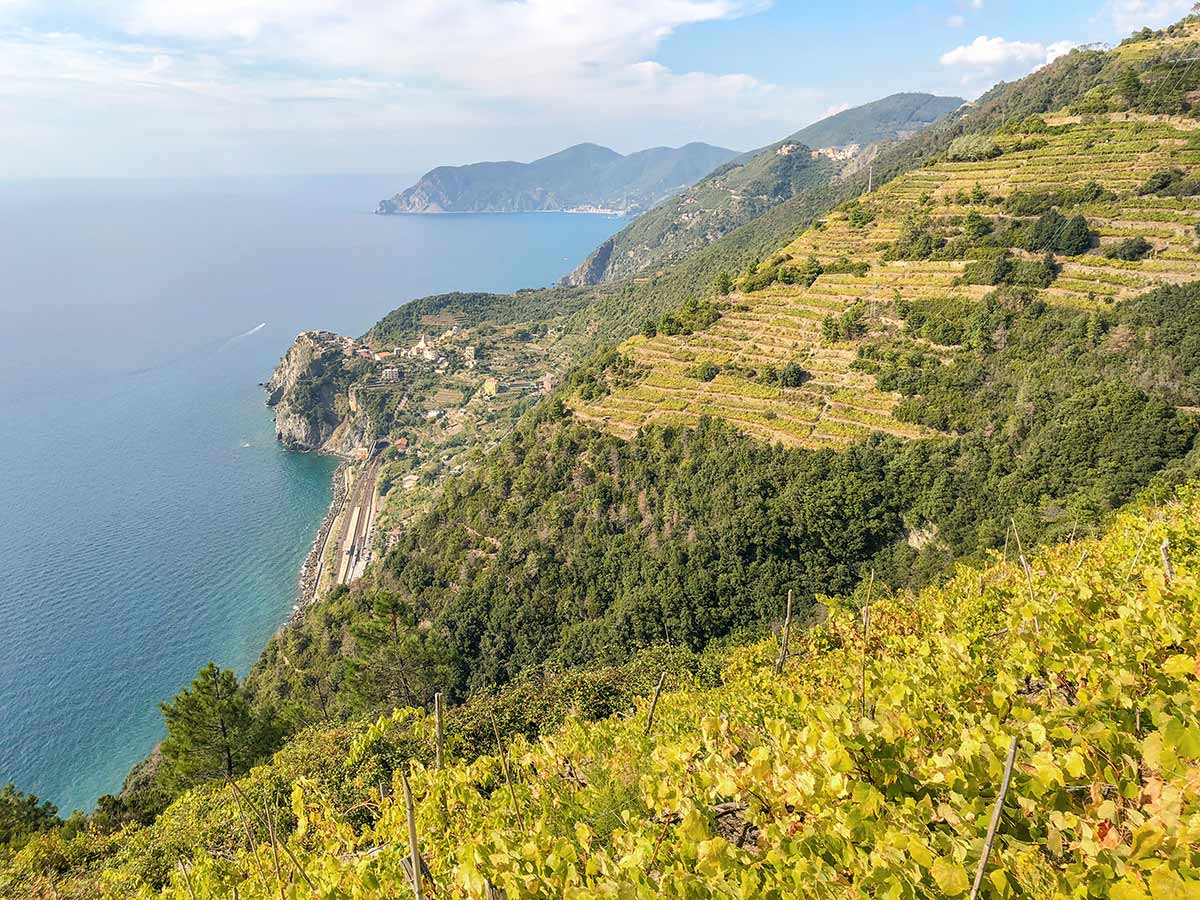 Vineyards on Cinque Terre trail in Liguria region, Italy