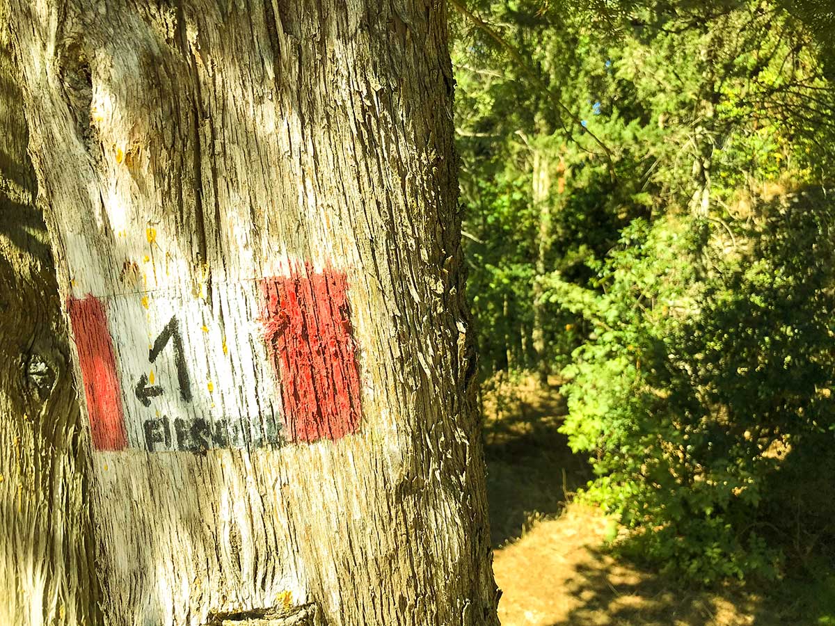 Markings on trees on Fiesole to Firenze on the Via degli Dei Hike in Florence, Tuscany