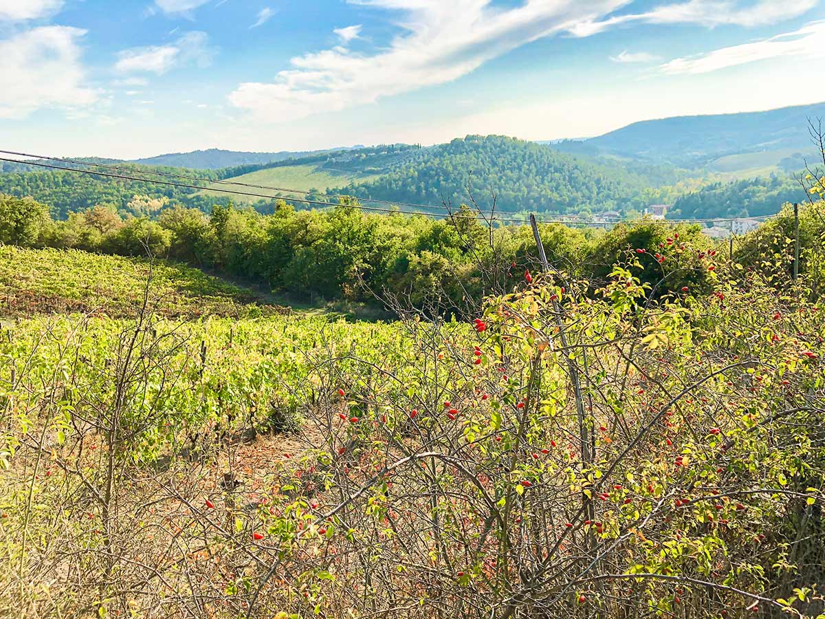 Chianti countryside views on Gaiole Loop walk in Tuscany, Italy