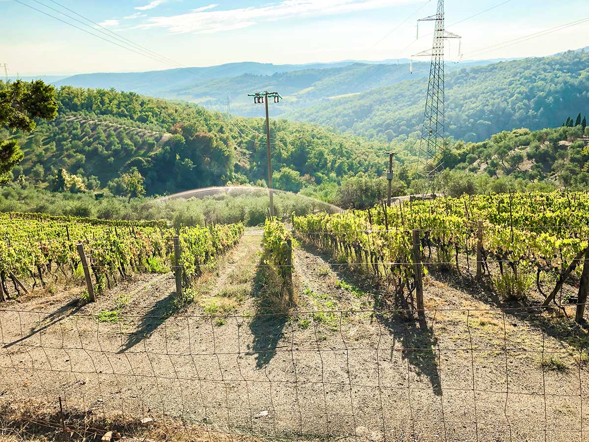 Vineyards near Gaiole on Gaiole Loop walk in Tuscany, Italy