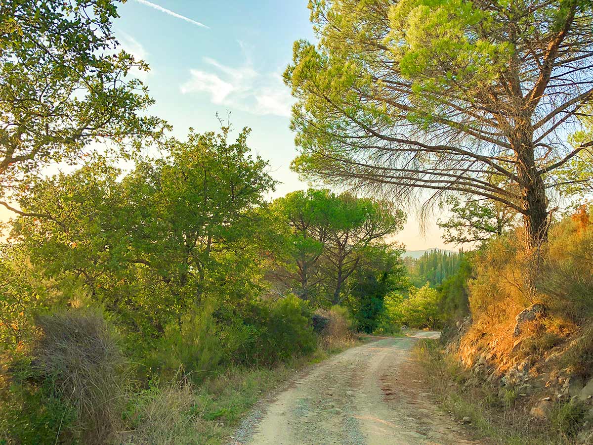 Wide path through the countryside on Gaiole Loop Hike in Tuscany, Italy
