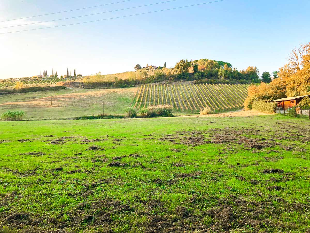 Vineyards along the trail of Gaiole Loop Hike in Tuscany, Italy