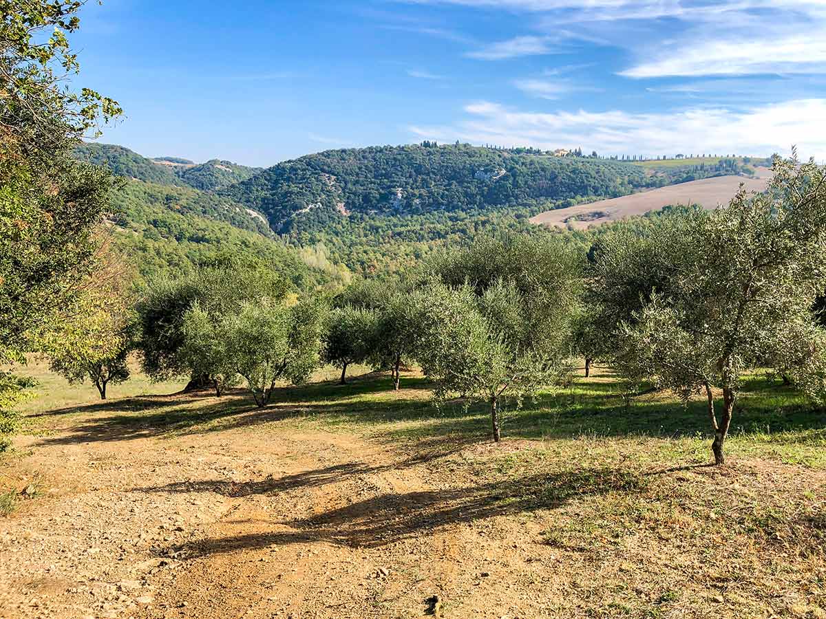 Olive groves along the Pienza to Montepulciano Hike in Tuscany
