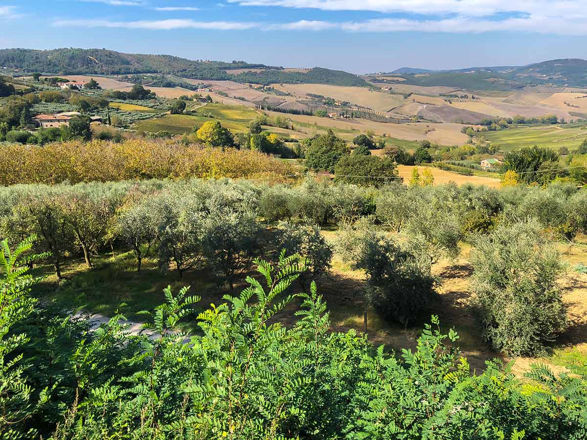 Fruit trees in the Tuscan meadows along Pienza to Montepulciano Hike in Italy
