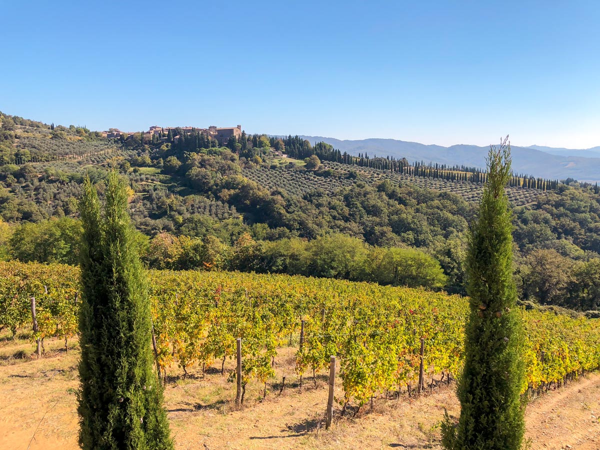 Looking down on vineyards on Radda Loop walk in Tuscany, Italy